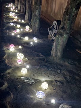 博多ライトアップウォーク実行委員会に投稿された画像（2023/11/2）