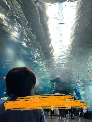 品川 水族館 販売 ベビーカー