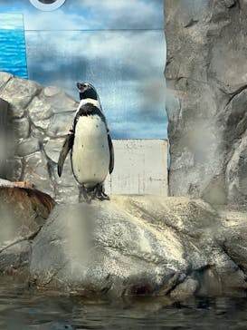 新江ノ島水族館に投稿された画像（2023/11/2）