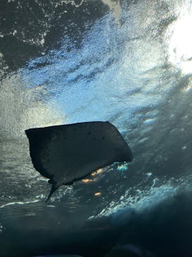 新江ノ島水族館に投稿された画像（2023/11/2）