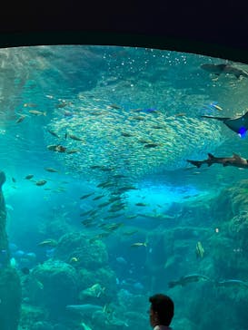 新江ノ島水族館に投稿された画像（2023/11/2）