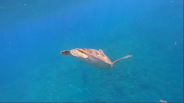 石垣島 ADVENTURE PiPi（イシガキジマアドベンチャーピピ）に投稿された画像（2023/11/2）