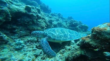 石垣島 ADVENTURE PiPi（イシガキジマアドベンチャーピピ）に投稿された画像（2023/11/2）