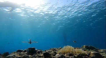 石垣島 ADVENTURE PiPi（イシガキジマアドベンチャーピピ）に投稿された画像（2023/11/2）