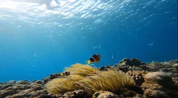 石垣島 ADVENTURE PiPi（イシガキジマアドベンチャーピピ）に投稿された画像（2023/11/2）