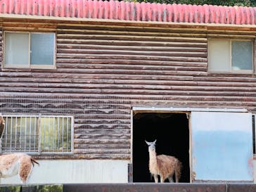 野外民族博物館 リトルワールドに投稿された画像（2023/11/2）