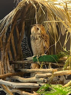 カワスイ 川崎⽔族館に投稿された画像（2023/11/2）