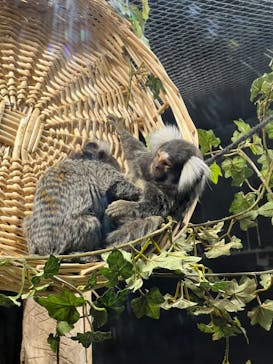 カワスイ 川崎⽔族館に投稿された画像（2023/11/2）