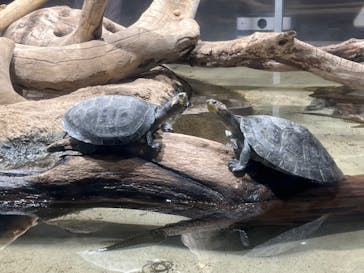 カワスイ 川崎⽔族館に投稿された画像（2023/11/2）