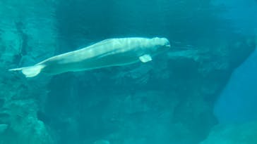 名古屋港水族館に投稿された画像（2023/11/3）