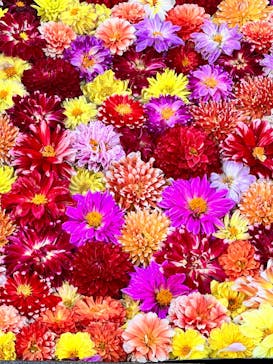 日本庭園　由志園に投稿された画像（2023/11/3）