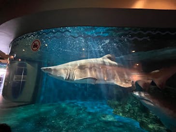 しながわ水族館に投稿された画像（2023/11/3）