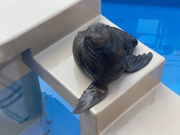 アクアワールド茨城県大洗水族館に投稿された画像（2023/11/3）