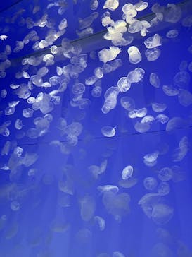 アクアワールド茨城県大洗水族館に投稿された画像（2023/11/3）