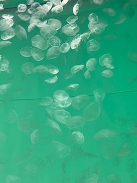 アクアワールド茨城県大洗水族館に投稿された画像（2023/11/3）