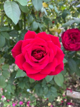 いばらきフラワーパークに投稿された画像（2023/11/3）