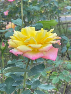 いばらきフラワーパークに投稿された画像（2023/11/3）