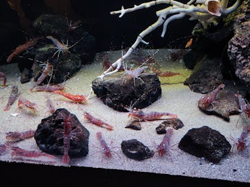 環境水族館アクアマリンふくしまに投稿された画像（2023/11/3）