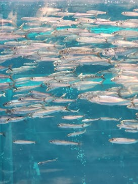 環境水族館アクアマリンふくしまに投稿された画像（2023/11/3）