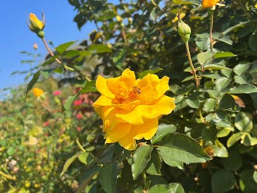 京成バラ園に投稿された画像（2023/11/3）