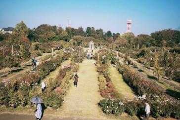 京成バラ園に投稿された画像（2023/11/3）