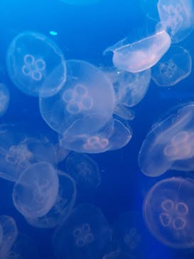 新江ノ島水族館に投稿された画像（2023/11/3）