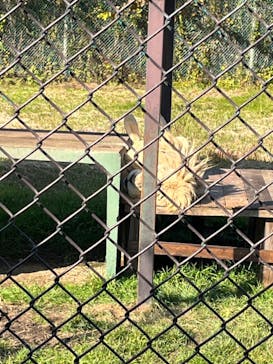 那須サファリパークに投稿された画像（2023/11/3）