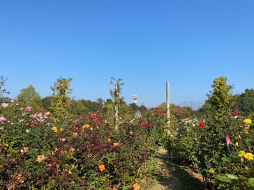 京成バラ園に投稿された画像（2023/11/3）