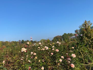 京成バラ園に投稿された画像（2023/11/3）