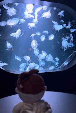 AOAO SAPPOROに投稿された画像（2023/11/3）