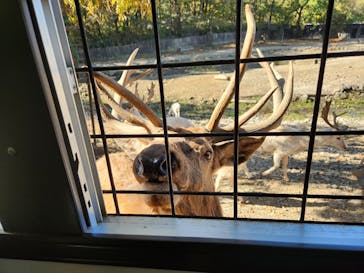 那須サファリパークに投稿された画像（2023/11/3）