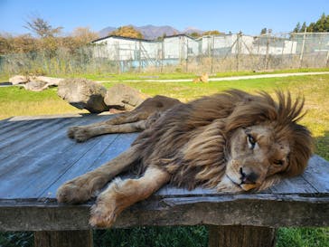 那須サファリパークに投稿された画像（2023/11/3）