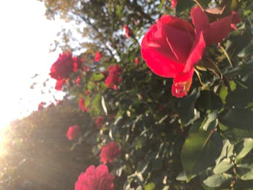 いばらきフラワーパークに投稿された画像（2023/11/3）