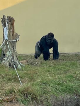 名古屋市東山動植物園に投稿された画像（2023/11/3）