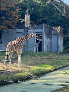 名古屋市東山動植物園に投稿された画像（2023/11/3）