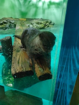 しながわ水族館に投稿された画像（2023/11/3）