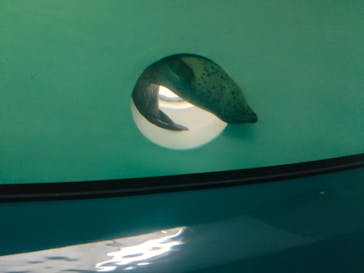 しながわ水族館に投稿された画像（2023/11/3）