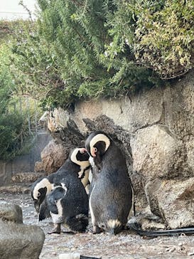 サンシャイン水族館に投稿された画像（2023/11/3）