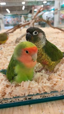 いきもの探検隊湘南に投稿された画像（2023/11/3）