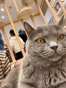 猫カフェモカ　イオンモール幕張新都心店に投稿された画像（2023/11/3）