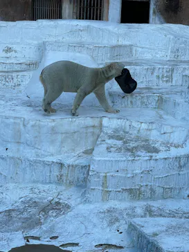 天王寺動物園に投稿された画像（2023/11/3）