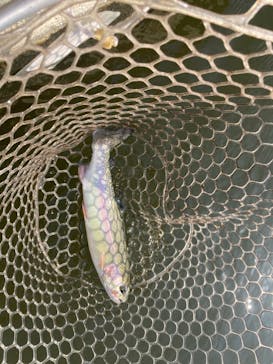 大安トラウトレイクに投稿された画像（2023/11/3）