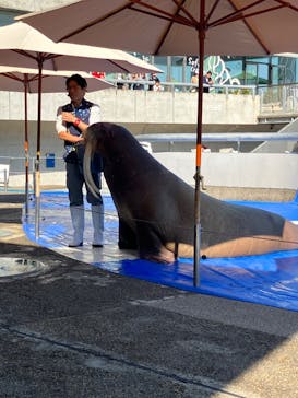 大分マリーンパレス水族館 「うみたまご」に投稿された画像（2023/11/3）
