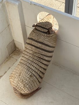 大分マリーンパレス水族館 「うみたまご」に投稿された画像（2023/11/3）