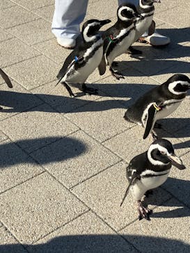 大分マリーンパレス水族館 「うみたまご」に投稿された画像（2023/11/3）