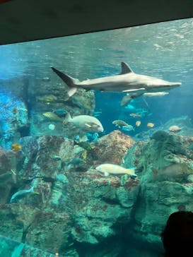 大分マリーンパレス水族館 「うみたまご」に投稿された画像（2023/11/3）