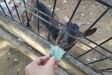 しろとり動物園に投稿された画像（2023/11/3）