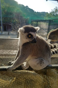 しろとり動物園に投稿された画像（2023/11/3）