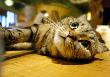 猫カフェモカ　新宿店に投稿された画像（2023/11/3）