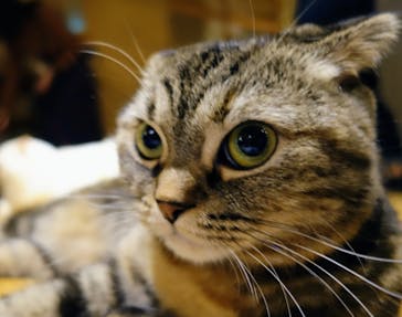 猫カフェモカ　新宿店に投稿された画像（2023/11/3）